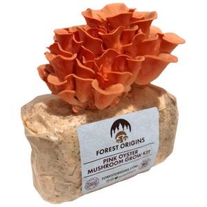 Pink Oyster Mushroom Grow Kit Indoor