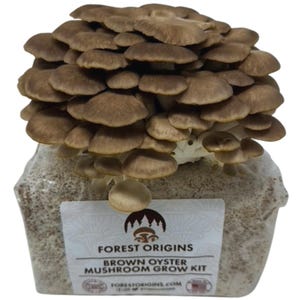 Brown Oyster Mushroom Grow Kit Indoor