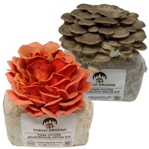 Oyster Mushroom Grow Kit (2 Pack) Indoor – Pink & Brown