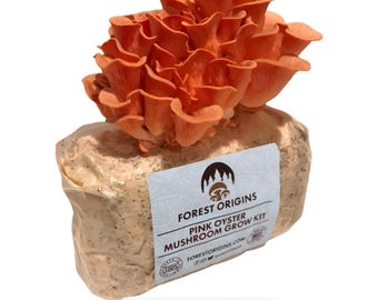 Pink Oyster Mushroom Grow Kit Indoor