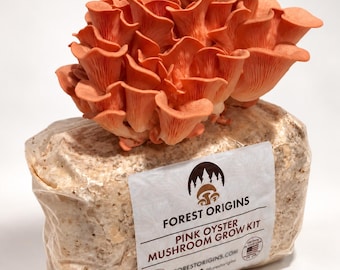 Pink Oyster Mushroom Grow Kit Indoor