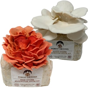 Oyster Mushroom Grow Kit (2 Pack) Indoor – Pink & White