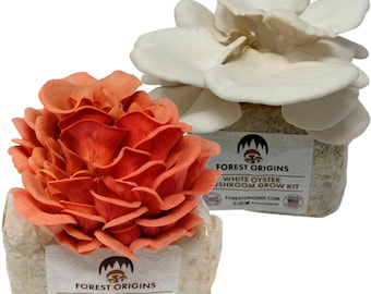 Oyster Mushroom Grow Kit (2 Pack) Indoor – Pink & White