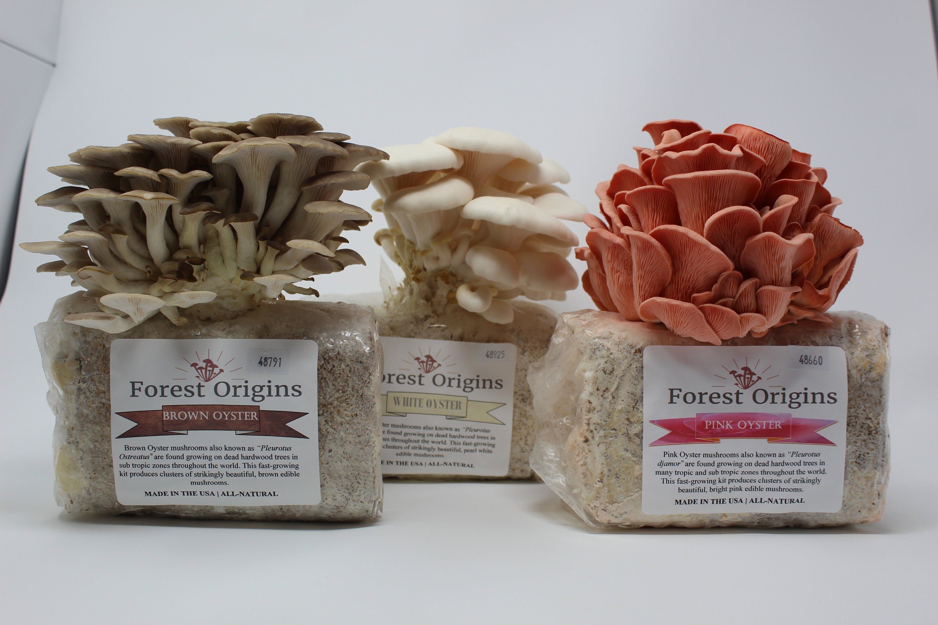 mushroom growing kit