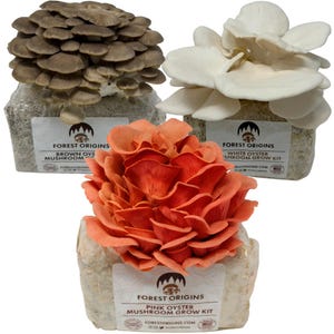 Specialty Trio Oyster Mushroom Grow Kit, Pink White & Brown 3-Pack