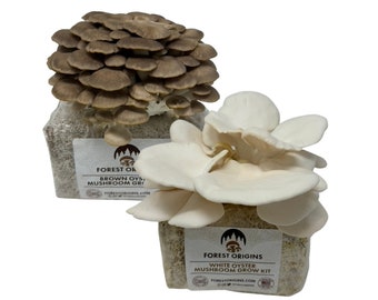 Brown and White Oyster Mushroom Grow Kit 2-Pack Variety - Beginner Friendly and Easy to Use - Top Gardening Gift, Holiday Gift & Unique Gift