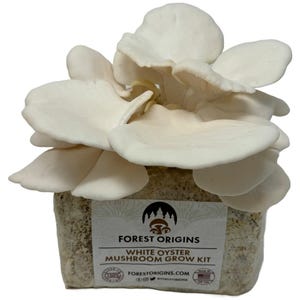 White Oyster Mushroom Grow Kit Indoor