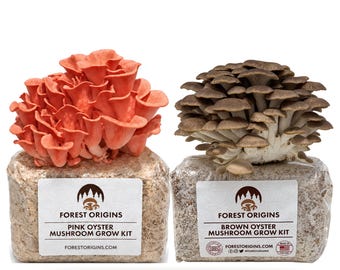 Oyster Mushroom Grow Kit (2 Pack) Indoor – Pink & Brown
