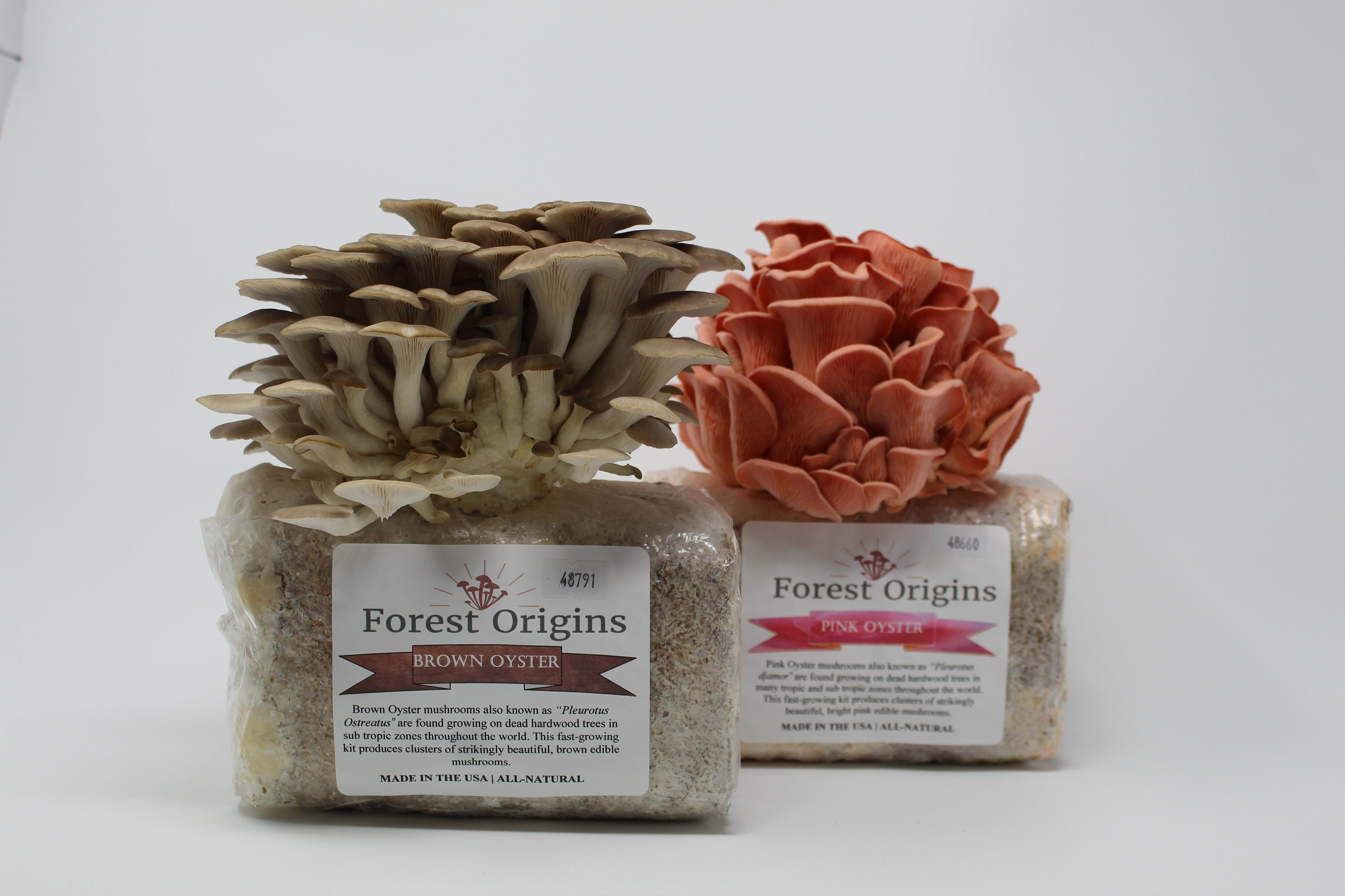 Featured image of post Steps to Make Pink Oyster Mushroom Kit