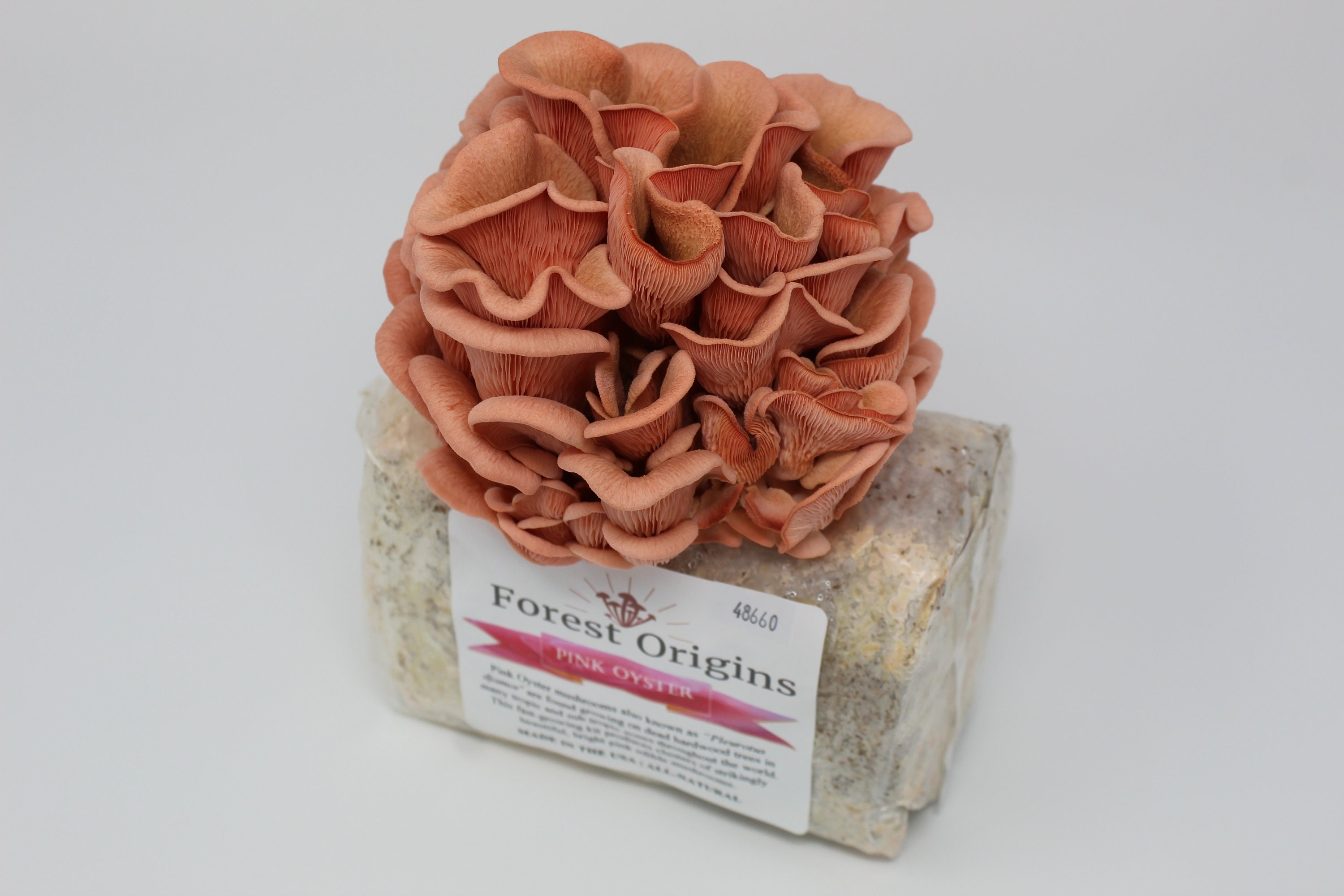Pink Oyster Mushroom Grow Kit by Forest Origins Beginner Etsy