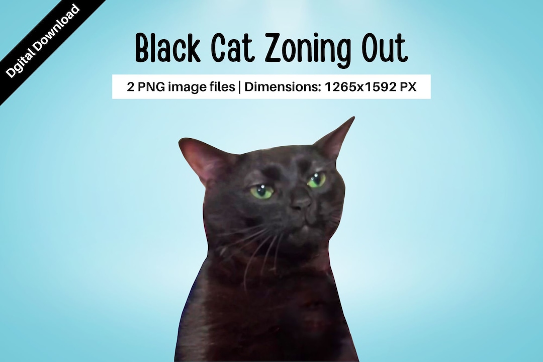Zoning Out Black Cat Meme, Black Cat Meme, Black Cat Zoning Out Meme Zoning Out Black Cat Meme, Black Cat Meme, Black Cat Zoning Out Meme