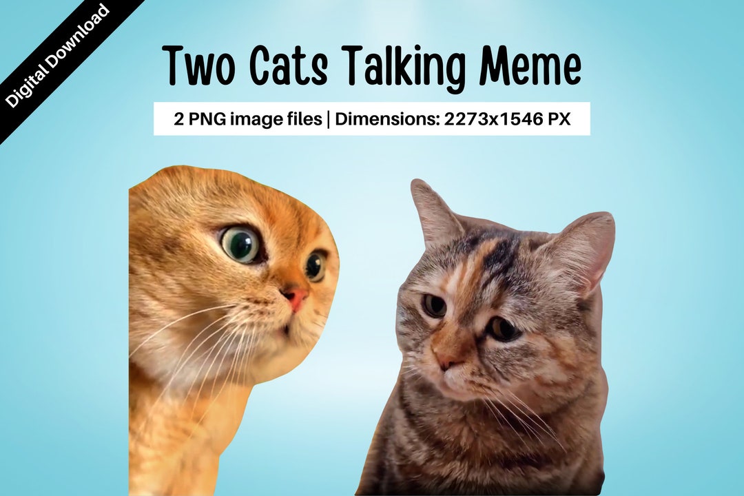 Funny Cats Talking Tiktok Meme, Two Cats Talking Meme, Viral Cats, Cats