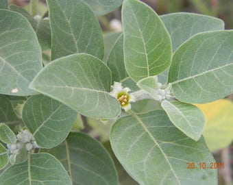 Sandgroper Seeds By Seedmanaustralia On Etsy Sandgroper Seeds By Seedmanaustralia On Etsy