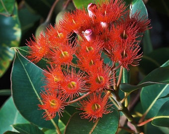 Corymbia ficifolia 30 Seeds Red Flowering Gum