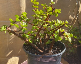 Portulacaria Afra Elephant Bush