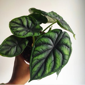 May include: A houseplant with large, dark green leaves with a prominent vein pattern. The leaves have a velvety texture and are arranged in a rosette shape.
