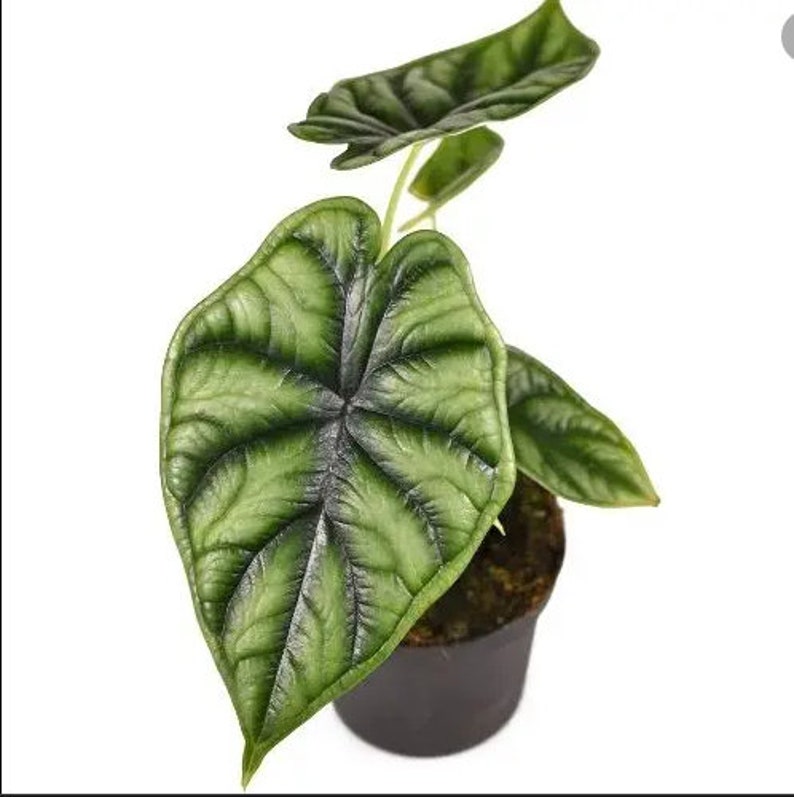 May include: A green and white variegated houseplant with large, heart-shaped leaves. The plant is potted in a black plastic pot.