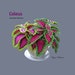 Crochet Coleus Pattern  photo tutorial -  Crochet Coleus Plant Pattern - for Decor, Bouquets and Arrangements 