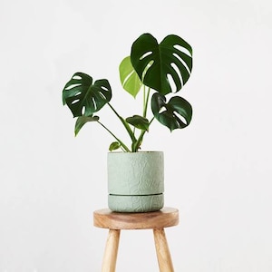 Foto-Tutorial zum Häkel-Pflanzenmuster Monstera/Schweizer Käse Häkel-Pflanzenmuster für Dekor, Blumensträuße und Arrangements Bild 7