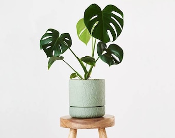 Monstera Pflanze hkeln: Fotoanleitung (PDF-Muster) - Etsy.de