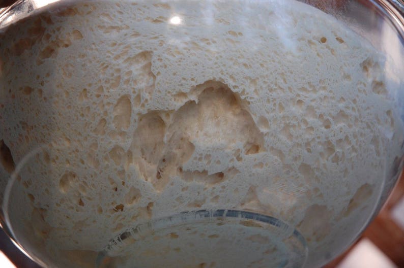 san francisco sourdough starter the beast recipes included fast activation afbeelding 4