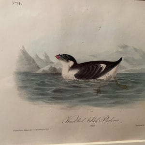 May include: A vintage illustration of a black and white bird with a red beak, swimming in the ocean. The bird is labeled "Tufted billed Phaleris." The illustration is from a book titled "Birds of America" by J.J. Audubon.