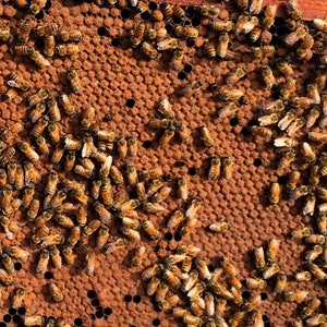 May include: A close-up of a honeycomb frame covered in bees. The bees are clustered together, with some bees flying around the frame. The honeycomb is a light brown color, and the bees are a dark brown color.