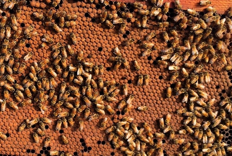 May include: A close-up of a honeycomb frame covered in bees. The bees are clustered together, with some bees flying around the frame. The honeycomb is a light brown color, and the bees are a dark brown color.