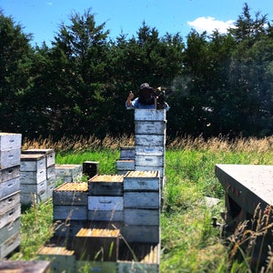 May include: A beekeeper in a protective suit stands on a stack of wooden beehives, surrounded by a swarm of bees in a field.