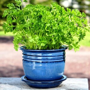 May include: A potted plant with lush green parsley growing in a blue ceramic pot with a matching saucer. The pot has a textured, glazed finish.