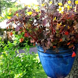 Peut inclure: Un pot en céramique bleu avec des fleurs jaunes et des feuilles vert foncé suspendu à un tronc d'arbre.