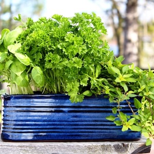 May include: A blue ceramic planter filled with a variety of green herbs, including parsley, basil, and oregano.