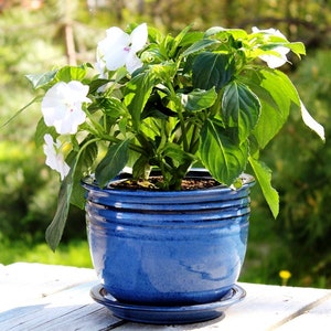 May include: A white flowering plant in a blue ceramic pot with a saucer. The plant is sitting on a white wooden surface.