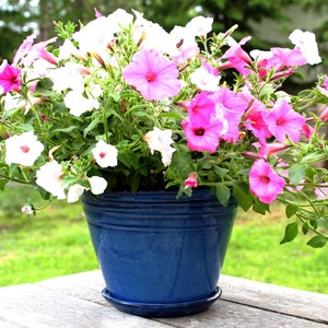 May include: A blue ceramic planter overflowing with pink and white petunias. The planter has a wide base and a slightly flared lip.
