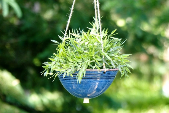 palm plant for outdoors 7 Fan Palm Tree UV Resistant (Indoor/Outdoor)