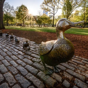 Make Way for Ducklings - Fine Art Photography Print