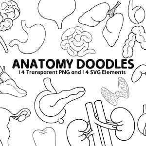 Anatomie Doodle Grafiken, Procreate Stempel, medizinische Stempel, lehrreich - Digital Sofort Download, Sublimation, Persönlich, Kommerziell