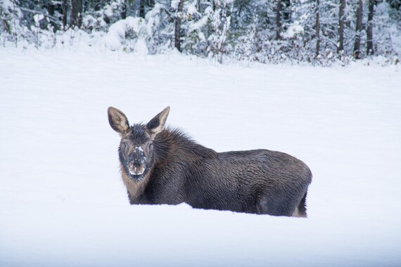 Baby Alaskan Moose Eating In The Snow Photo Art Print Etsy