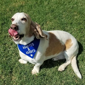 May include: A white and brown basset hound dog wearing a blue bandana with the text "Adopted & Adored" in white. The dog is sitting on green grass.