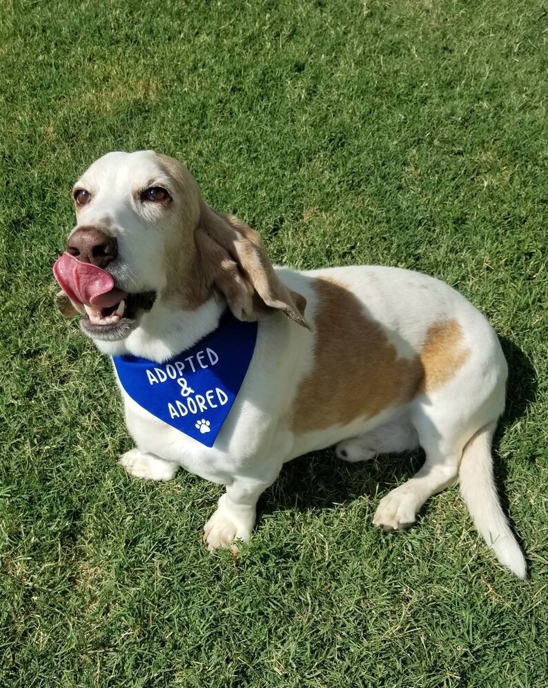 May include: A white and brown basset hound dog wearing a blue bandana with the text "Adopted & Adored" in white. The dog is sitting on green grass.