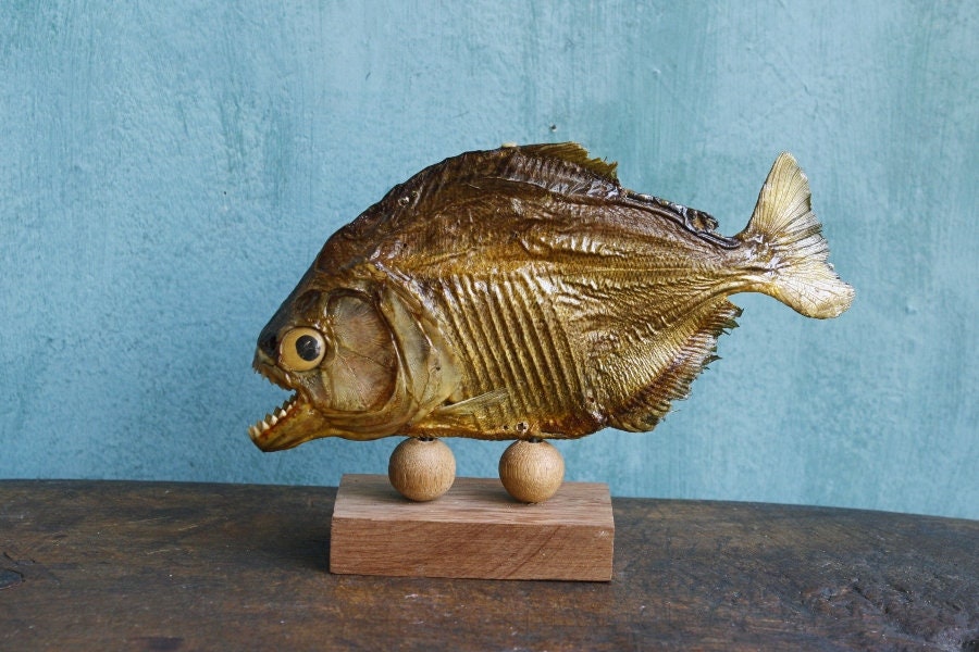 Piranha taxidermie Cabinet de curiosité Poisson ancien Circa 1950/60