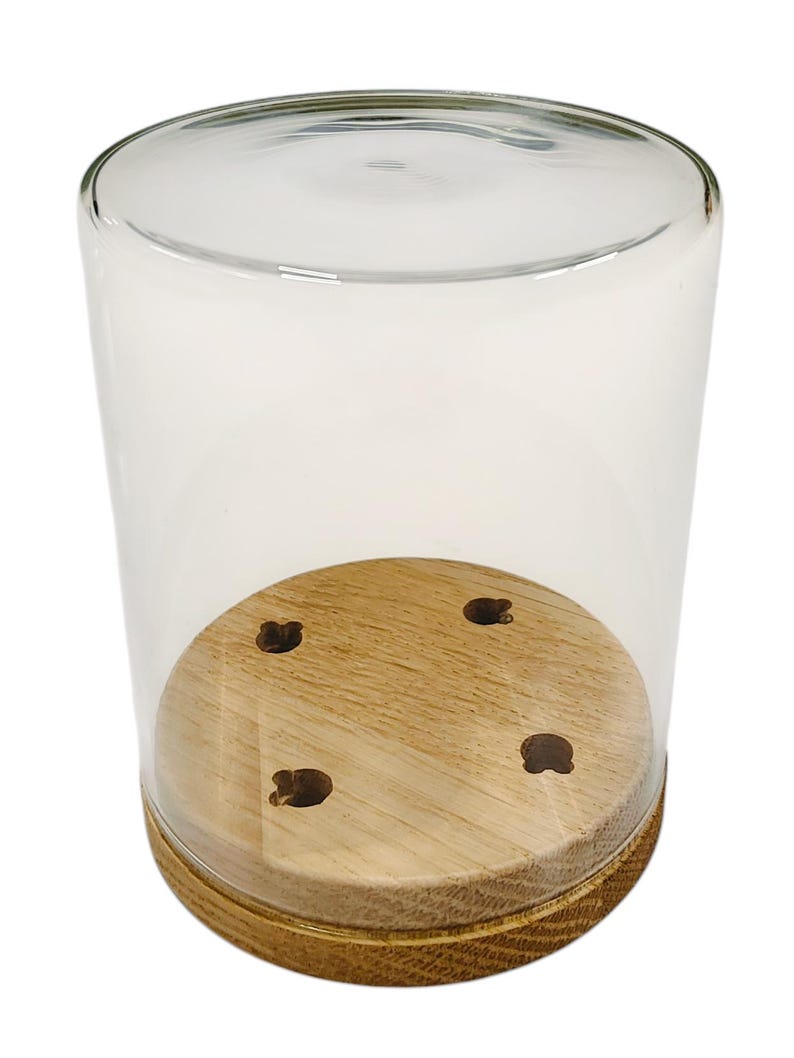 May include: A clear glass cloche with a wooden base. The base has a light brown, circular wooden platform with four small, evenly spaced holes. The cloche is cylindrical and transparent, allowing a clear view of the base.