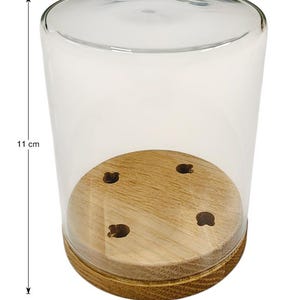 May include: A clear glass cloche with a wooden base. The cloche is 11 cm tall and 9 cm wide. The wooden base has four small holes. The cloche is designed to protect and display small items.