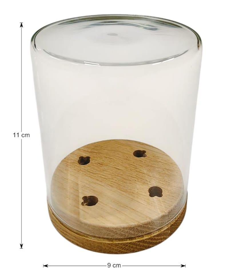 May include: A clear glass cloche with a wooden base. The cloche is 11 cm tall and 9 cm wide. The wooden base has four small holes. The cloche is designed to protect and display small items.