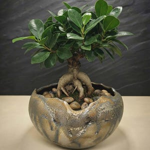 Peut inclure: Un petit bonsaï Ficus ginseng aux racines épaisses et apparentes et aux feuilles vert brillant, planté dans un bol en céramique rond et texturé avec un vernis bronze et gris métallique, rempli de galets bruns lisses à la base.
