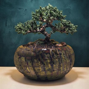 Peut inclure: Un petit bonsaï à feuillage vert dense et au tronc brun noueux, planté dans un pot en céramique rond et texturé. Le pot présente un vernis vert et brun foncé tacheté avec un motif vertical craquelé sur toute sa surface extérieure.