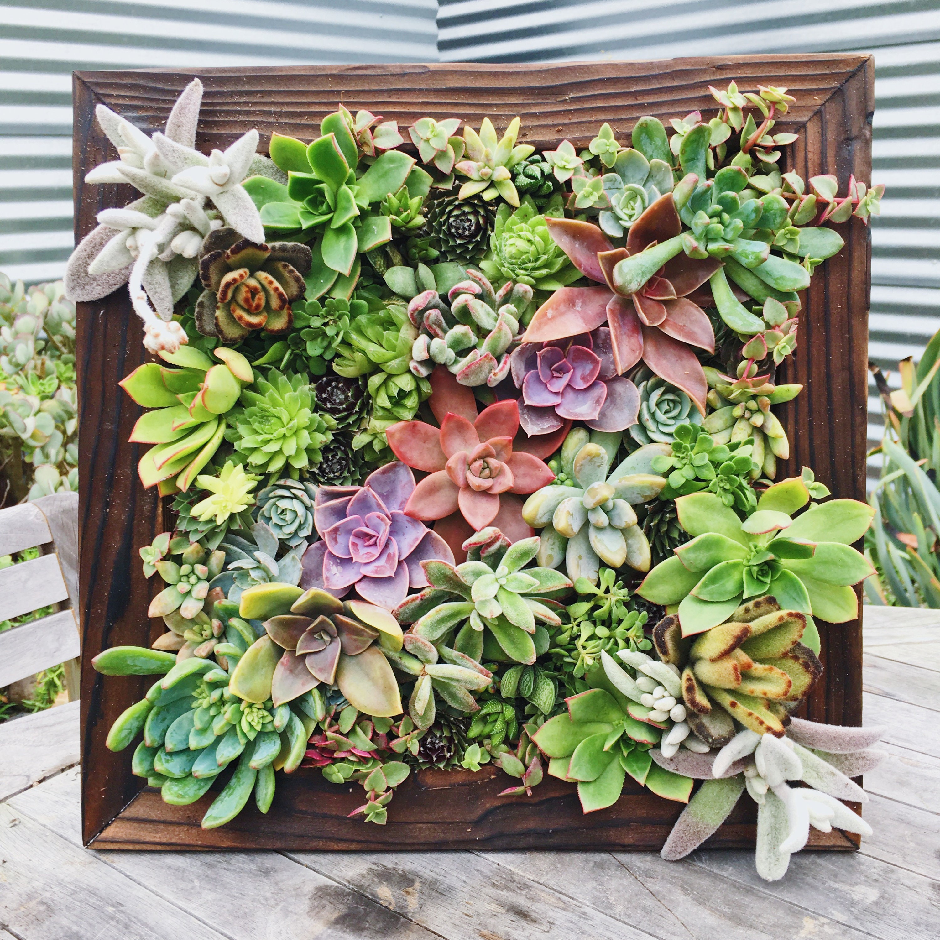 Shou Sugi Bahn Cedar Planter