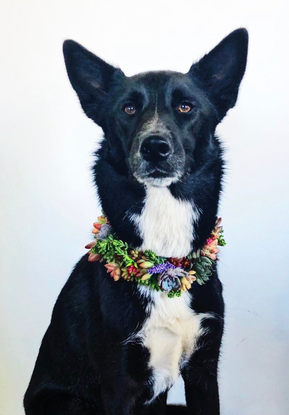 succulent dog collar