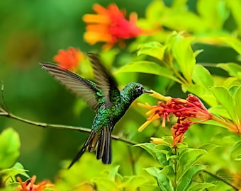 Photo:  Cuban Emerald Hummingbird