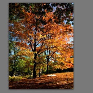 Autumn Fall Foliage Photography Photo Prints Fall Wall Art Home Decor Scenic Print Art Central Park NYC Manhattan Outdoors New York City